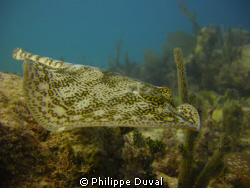 Incredible yellow sting ray at escuelita. Xpuha playa the... by Philippe Duval 